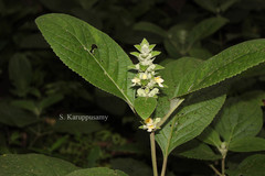 Gomphostemma keralensis